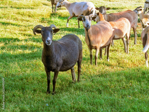 Herd of goats (Texan sheep) on a ranch in Texas. Farm animals standing on a green grass of pasture. Rural scene on a sunny day outdoors.