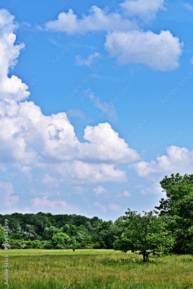 Obraz premium Wiese im Nationalpark Lobau - Donauauen