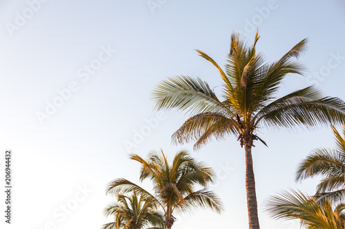Coconut palm trees in the row at the sunset.