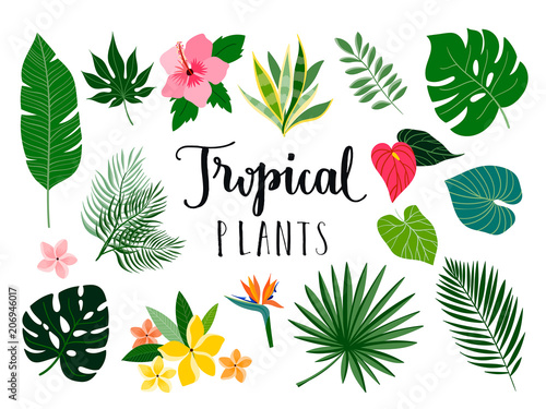 Tropical isolated plants and flowers collection