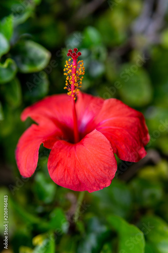 Red hibiscus flower on a green background.