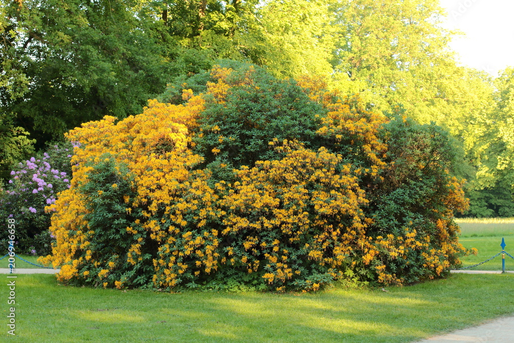 rhododendron bush in the park - obrazy, fototapety, plakaty 