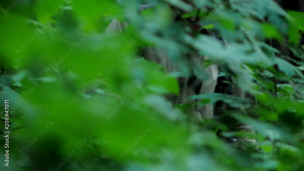 Tourist travels in the deep dark forest with hat and gun beautiful background bokeh Tourist travels in the deep dark forest with hat and gun beautiful background bokeh