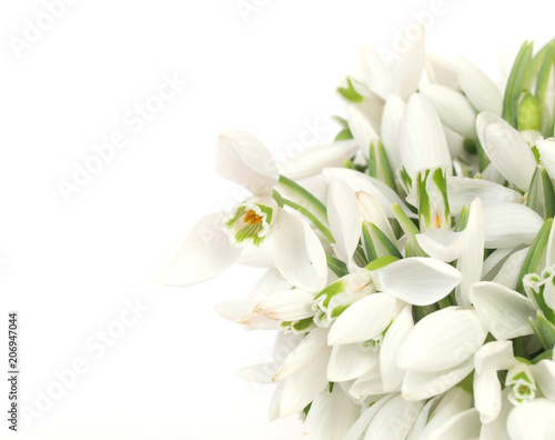 Snowdrop flowers