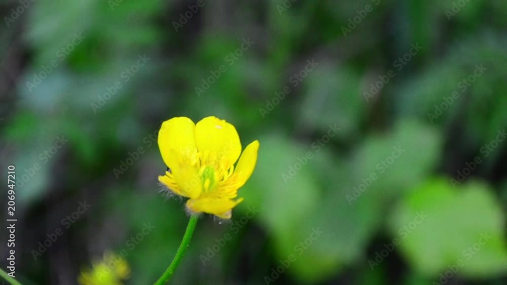 Ranunculus repens, creeping buttercup, flower Ranunculus repens, creeping buttercup, flower
