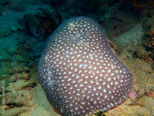 Stone coral © vodolaz