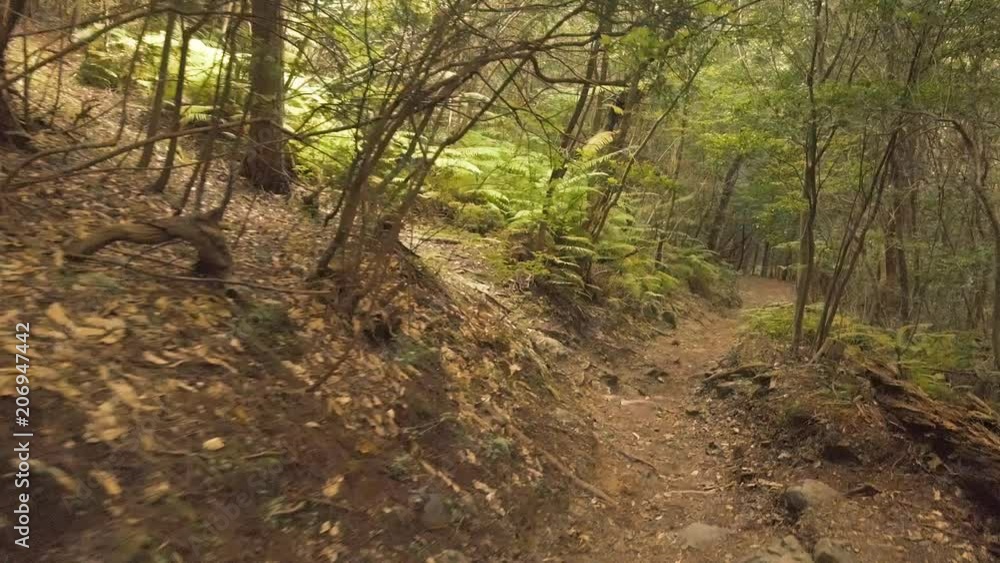 Old japanese forest with ferns growing under trees. Old japanese forest with ferns growing under trees.