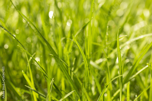 Macro photo of natural fresh growing green grass background 