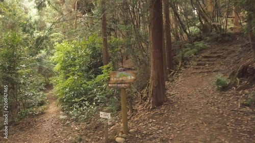 Fork in forest path, hiking in japanese forest in Autumn. photo