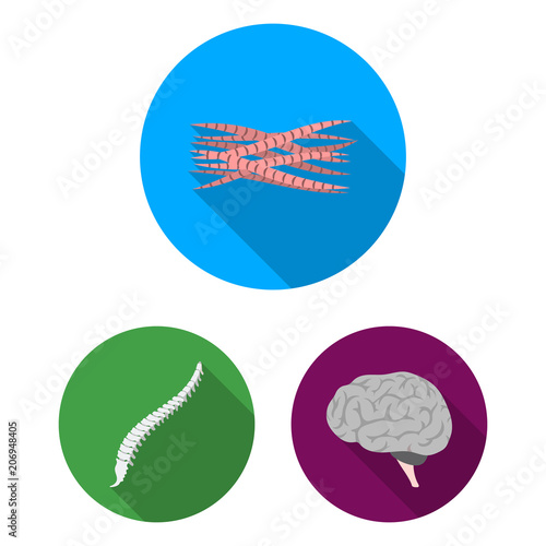 Internal organs of a human flat icons in set collection for design. Anatomy and medicine vector symbol stock web illustration.
