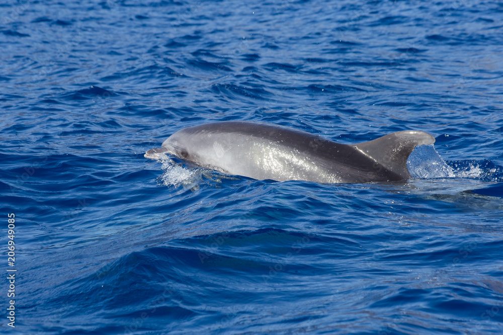 Obraz premium Beautiful dolphin swimming. Dolphin jumping above blue water in the Ocean