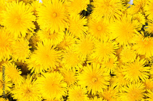 Fototapeta Naklejka Na Ścianę i Meble -  Dandelion flowers background pattern