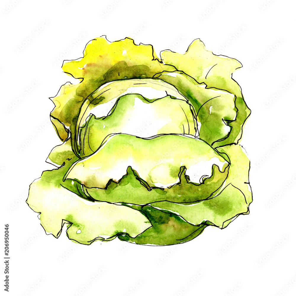 Obraz premium Green cabbage vegetables in a watercolor style isolated. Full name of the vegetablles: cabbage. Aquarelle vegetables for background, texture, wrapper pattern or menu.