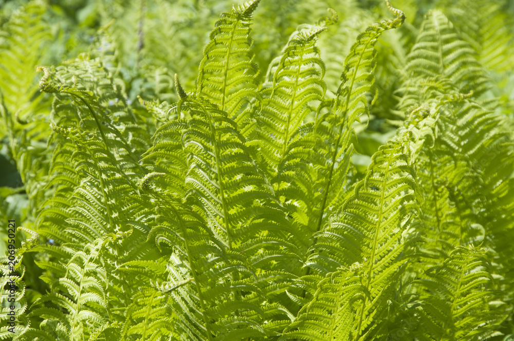 Closeup curled fern frond Closeup curled fern frond