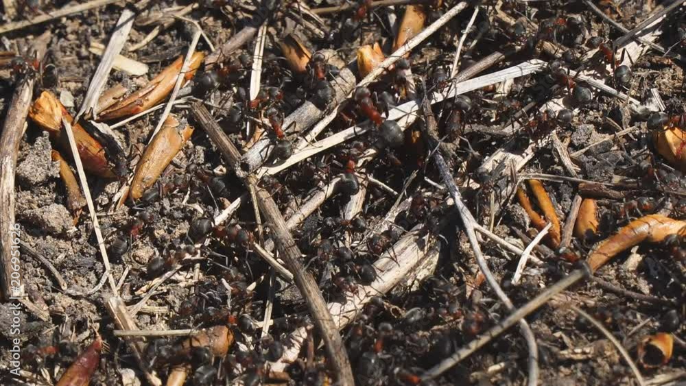 Red ants next to their nest in the ground. The ants creep and crawl out of the hole in the ground. Red ants next to their nest in the ground. The ants creep and crawl out of the hole in the ground.