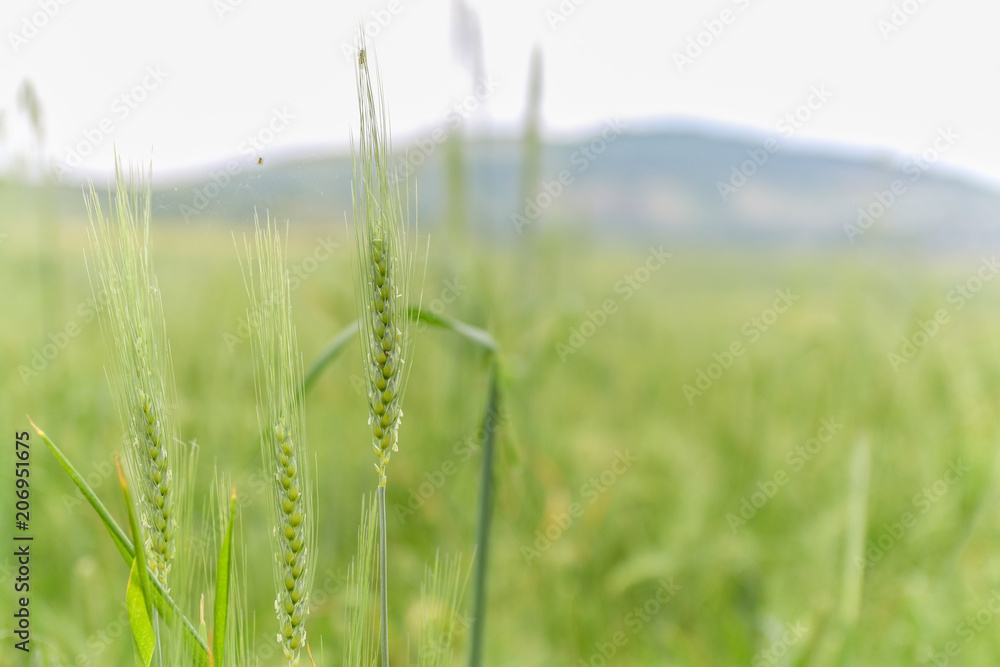 Green Wheat field with distant mountain views. Green Wheat field with distant mountain views.