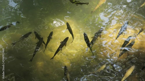 fish in shallow river waters