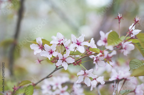 Image of Soft focus Cherry Blossom or Sakura flowers on nature background © Anastasiia