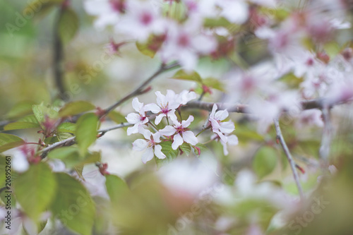 Image of Soft focus Cherry Blossom or Sakura flowers on nature background