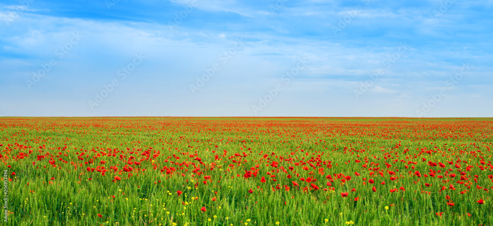 Large field with flowering poppies