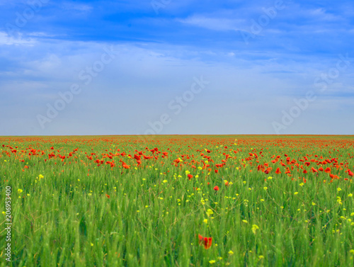 Colorful landscape. Poppy field under the blue sky