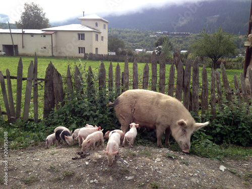 Pig with piglets photo