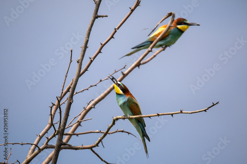 Bee eater birds (Merops apiaster) in various postures