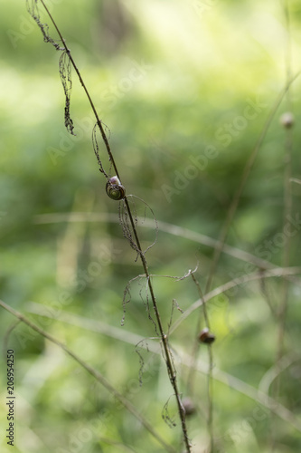 A brown snail sleeping on a bunch of dry plants.