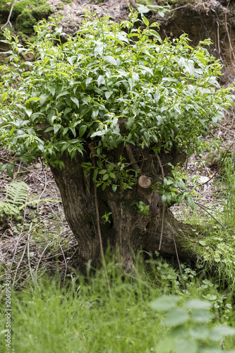 Trimmed crown of willows with young shoots.