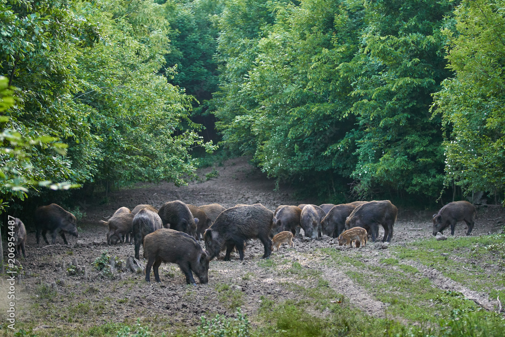 Wild hogs in the forest - obrazy, fototapety, plakaty 