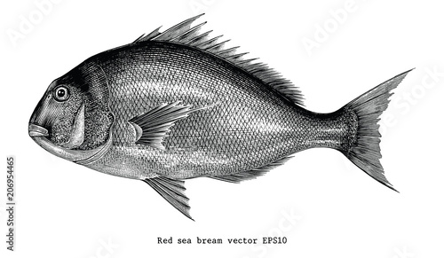 Red sea bream fish hand drawing vintage engraving illustration photo