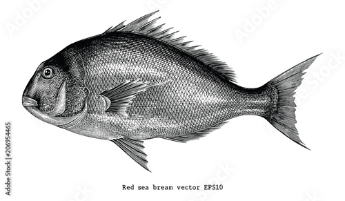 Red sea bream fish hand drawing vintage engraving illustration
