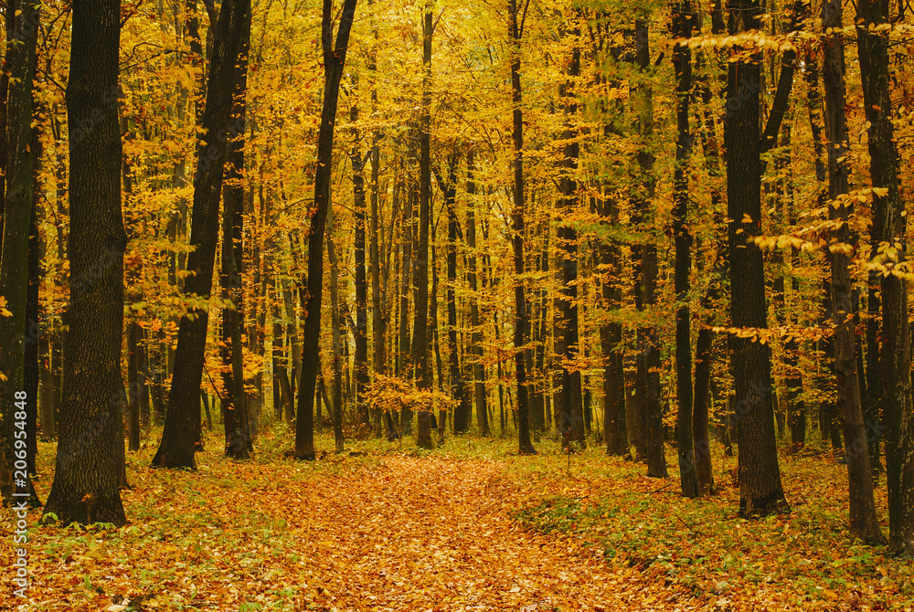 Obraz premium Autumn forest. The leaves in the trees turned yellow.