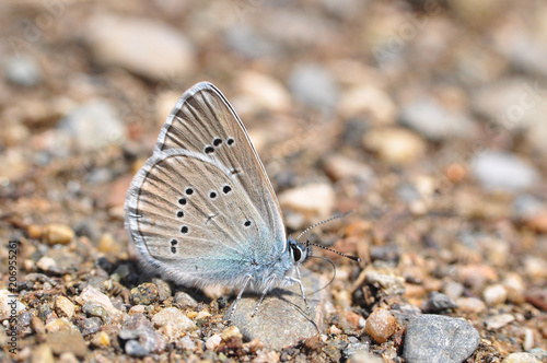 Cyaniris semiargus, Mazarine Blue butterfly. Small blue butterfly in natural habitat