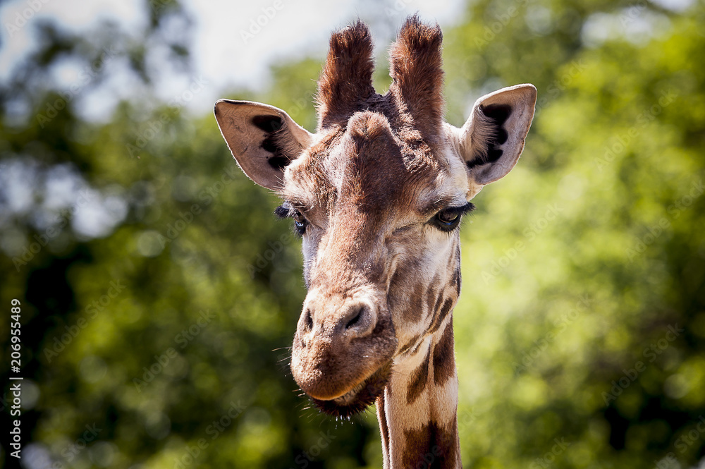 Obraz premium Portrait d'une girafe