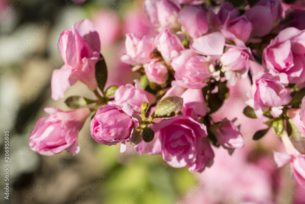 Obraz premium Pink azalea flowers in detail.