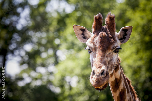 Portrait d'une girafe © PicsArt
