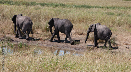 Photography walking elephants
