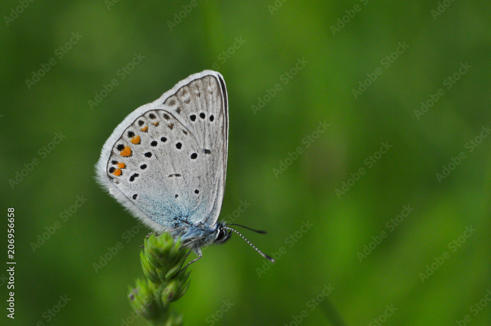 Polyommatus amandus, the Amanda's blue butterfly. Common blue butterfly in nature Polyommatus amandus, the Amanda's blue butterfly. Common blue butterfly in nature