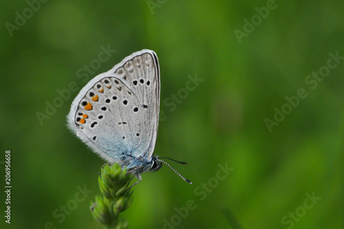 Wallpaper Mural Polyommatus amandus, the Amanda's blue butterfly. Common blue butterfly in nature Torontodigital.ca