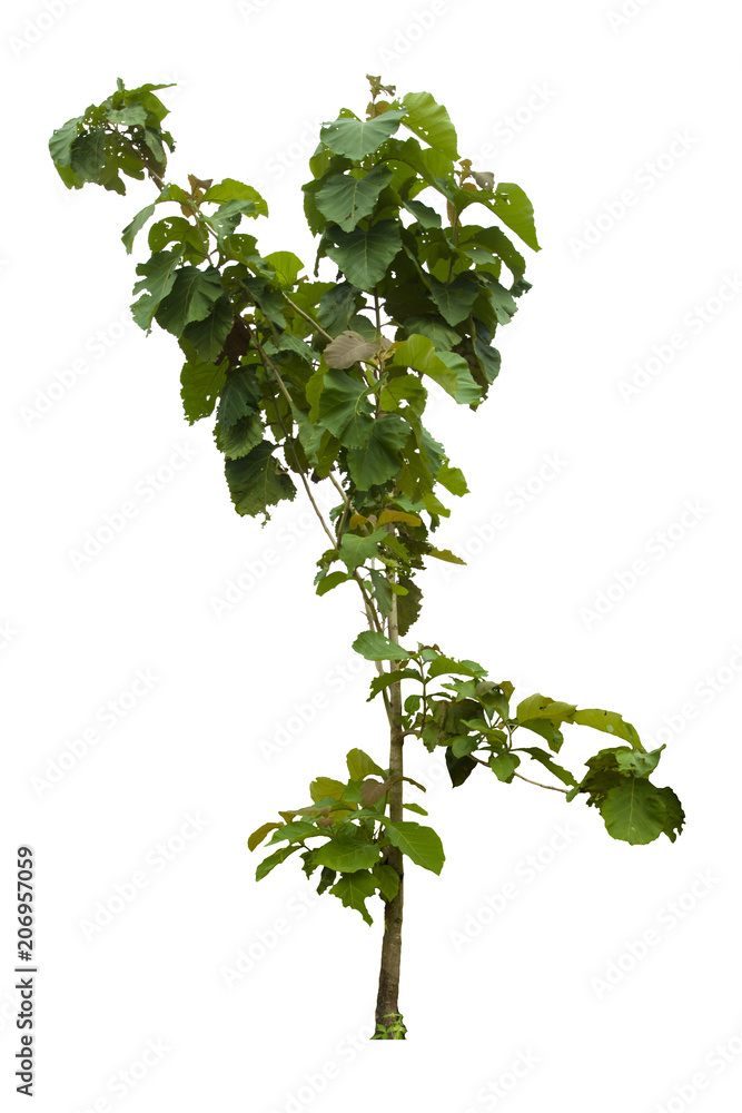 Obraz premium Nature tree isolated of Teak, Green big leaves, White background. 