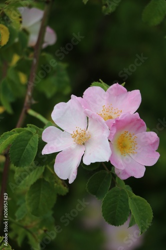 Flowers of rosa canina in summer, Germany