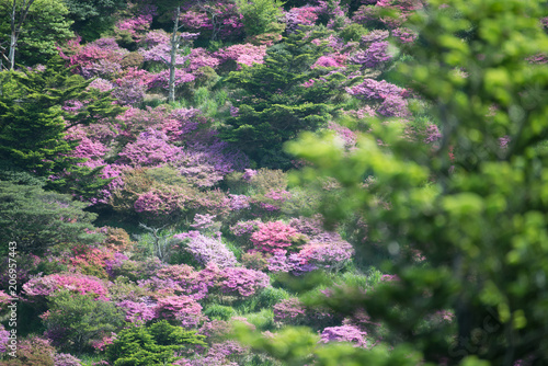 仁田峠のミヤマキリシマ photo