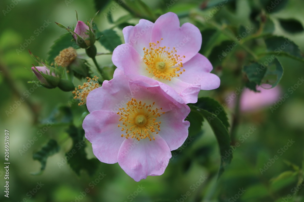 Rosa canina blooming in summer, Germany Rosa canina blooming in summer, Germany
