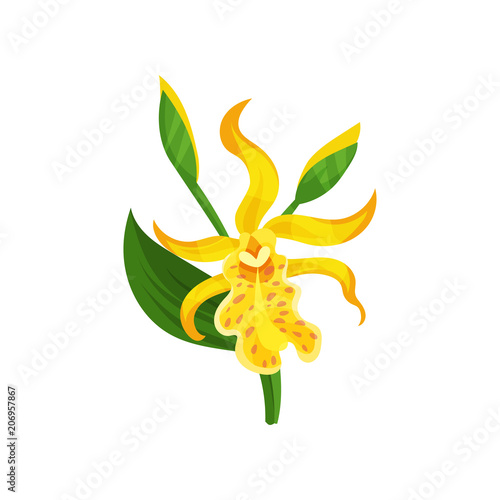 Blooming Canna lily with yellow petals and green leaf. Gorgeous tropical flower. Flat vector element for botanical book or poster