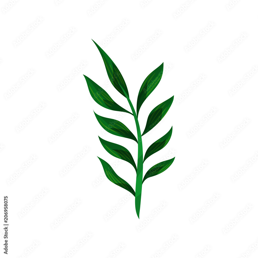 Thin stalk of tropical plant with small green leaves. Flat vector design for botanical book, postcard or invitation