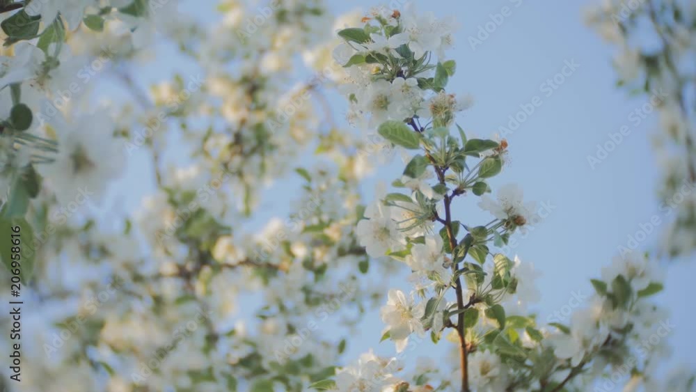 apple blossom, branches with white flowers, young leaves, blue sky. sunny day. apple blossom, branches with white flowers, young leaves, blue sky. sunny day.