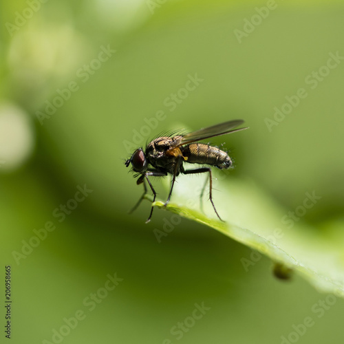 Macro view of a fly on a green leaf.