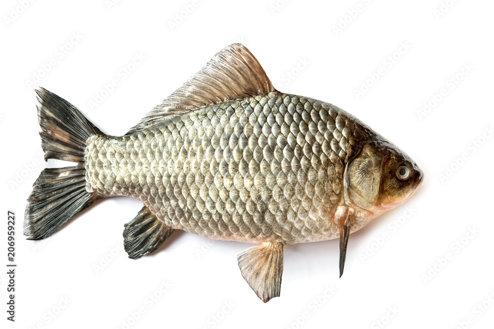 Crucian carp isolated on white background Crucian carp isolated on white background