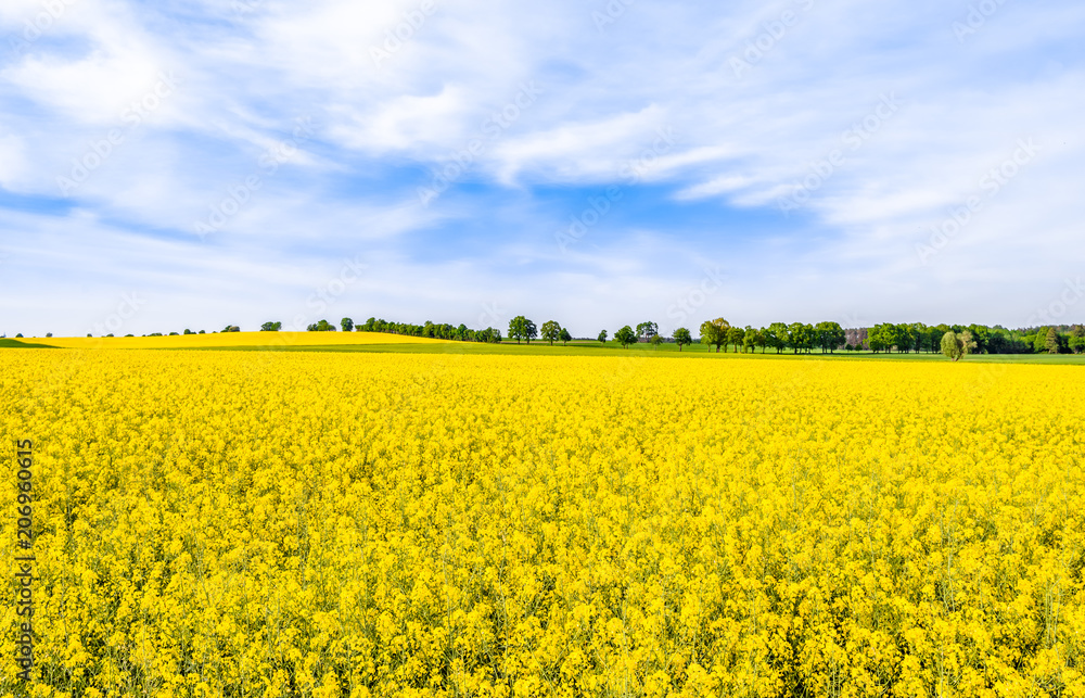 Rapeseed fields with yellow flowers, field of rape, landscape